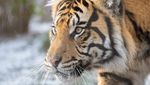 Potret Harimau Sumatera Saat Salju Selimuti London