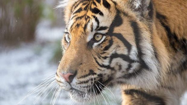 Harimau Sumatra di Kebun Binatang London yang bersalju