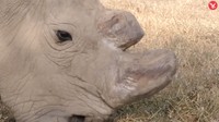 Namun akhir Februari 2018, tim kembali menemukan infeksi di tubuh Sudan. (Foto: Dok. Ol Pejeta via The Independent)