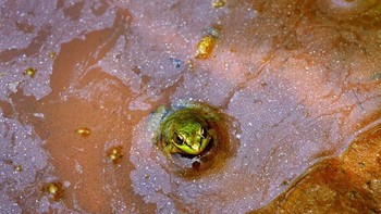 Air yang sudah tercemar menjadi tempat tinggal si katak. (Foto: Boredpanda)