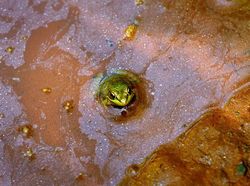 Karena Ulah Manusia Para Hewan Ini Sungguh Sengsara