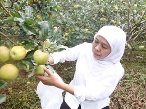 Apel Produksi Jatim Terancam Punah, Ini yang Akan Dilakukan Khofifah