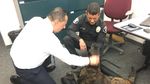Kisah Anjing yang Nyaris Ompong Gara-gara Lumpuhkan Penjahat