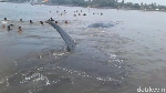 Penampakan Paus Terdampar di Situbondo yang Jadi Wisata Dadakan