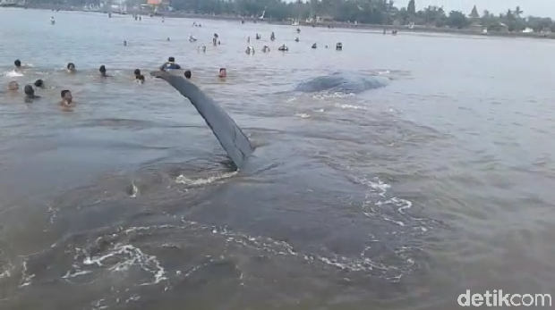 Paus terdampar di Pantai Situbondo/