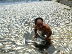 Karena Ulah Manusia Para Hewan Ini Sungguh Sengsara