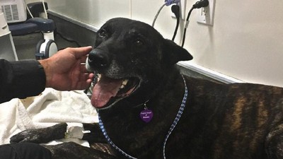 Kisah Anjing yang Nyaris Ompong Gara-gara Lumpuhkan Penjahat