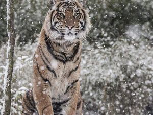 Potret Harimau Sumatera Saat Salju Selimuti London
