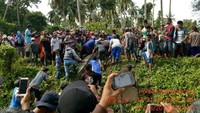 Warga ramai-ramai menggotong buaya tersebut ke tanah lapang untuk dibedah.