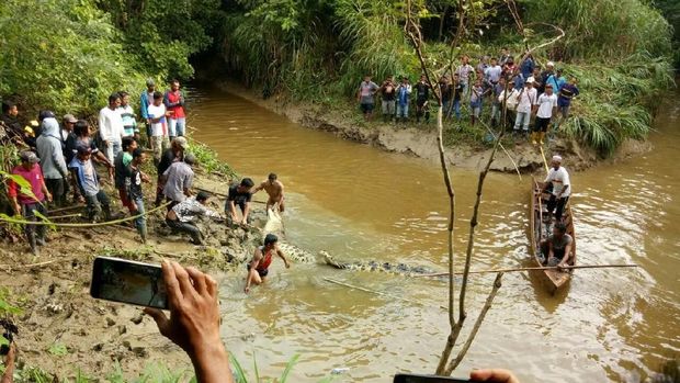 Proses evakuasi buaya dari Sungai Kabuyahan