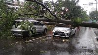 Pohon Besar Timpa Dua Mobil di Jalan Riau Bandung