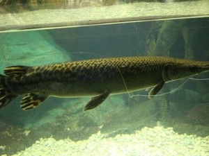 Liburan Seru Minggu Ini, Melihat Ikan Buaya di TMII
