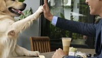 Snowee pinter banget diajak tos sama Richo. Snowee sepertinya anjing pintar karena tak tergoda dengan rentetan makanan di depannya. Foto: Instagram richo_kyle