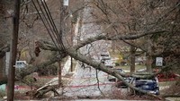 Angin kencang menyebabkan pohon tumbang di Washington, DC. Kantor-kantor pemerintah federal dan sekolah-sekolah pun ditutup akibat badai musim dingin Riley ini. (Foto: AFP)
