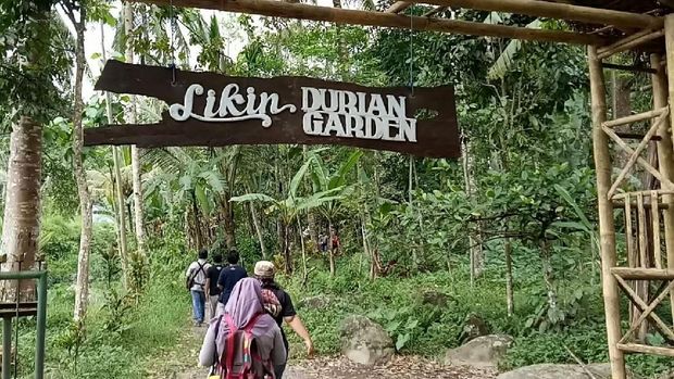 Likin Durian Garden, sensasi makan durian di bawah pohonnya