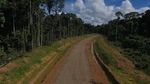 Tembus Hutan dan Bukit, Jalan Trans Papua Barat Sudah Tersambung