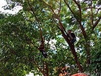 Warga Antusias Saksikan Karnaval Cap Go Meh, Ada yang Panjat Pohon