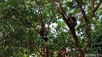 Ruas Jalan Hayam Wuruk, yang dijadikan pusat perayaan karnaval ini dipenuhi oleh warga. Tak hanya ruas jalan, ada juga warga yang harus memanjat pohon untuk menyaksikan parade karnaval khas masyarakat Tionghoa tersebut. (Eva Safitri/detikcom)