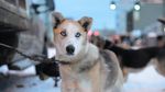Foto: Balapan Anjing di Alaska yang Dinanti tapi Juga Dikritik