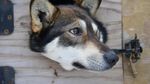 Foto: Balapan Anjing di Alaska yang Dinanti tapi Juga Dikritik