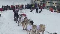Belum diketahui identitas musher tersebut. Hanya saja dia merupakan musher kereta bagian belakang.   (Foto: Dok. Fox News)