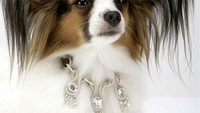 Rantai anjing ini bisa jadi yang termewah. Harganya saja mencapai US$ 3,2 juta (Rp 43,2 miliar). Jelas, karena terbuat dari emas 18 karat, platinum dan kulit buaya. Istimewa/Viralnero.