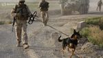 Foto: Nasib Miris Anjing Militer AS yang Diduga Ditelantarkan