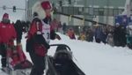 Duh! Sopir Kereta Luncur Anjing Jatuh Saat Balapan di Alaska