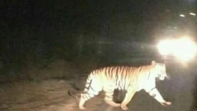 Unduh 610 Koleksi Gambar Harimau Jalan  Gratis HD