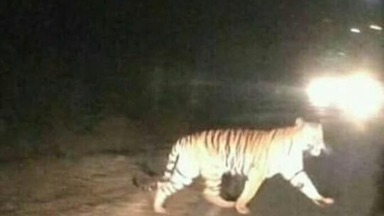 Hoax! Foto Harimau Jalan-jalan di Jalanan Jambi Hoax! Foto Harimau Jalan-jalan di Jalanan Jambi