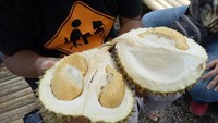 Foto:  Di dalam kebun tersebut, terdapat 31 pohon durian beraneka ragam dan rasa. Mulai yang biasa, durian mentega, susu hingga durian merah dan orange (Ardian/detikTravel)