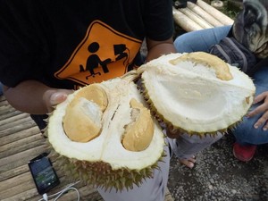 Sensasi Makan Durian Langsung  di Bawah Pohon, Mau?