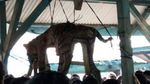 Pembantaian Harimau di Mandailing Natal dan Tradisi Rampogan Sima