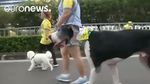 Unik! Lomba Lari Bareng Anjing Berhadiah Sampo di Filipina