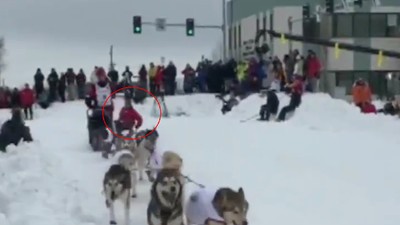 Duh! Sopir Kereta Luncur Anjing Jatuh Saat Balapan di Alaska