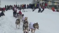 Musher tersebut terjatuh hanya beberapa meter setelah kereta diluncurkan.   (Foto: Dok. Fox News)