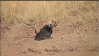 Pertarungan itu pun berlanjut hingga ke tepi sungai. Sang harimau terus menancapkan giginya pada buruannya, sementara sang beruang mencoba terus melawan.