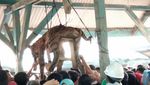 Foto: Menyedihkannya Harimau Sumatera yang Digantung Ramai-ramai