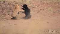 Induk beruang itu berhasil melepaskan cengkeraman sang harimau. Dia pun mulai membalas terkaman harimau dengan cakarannya.