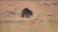 Sang harimau melarikan diri hingga tercebur ke sungai. Pemandu wisata yang merekam duel sengit itu mengatakan kedua satwa liar itu sama-sama terluka. Induk beruang pun meninggalkan harimau tersebut dan kembali ke anaknya. Keduanya kemudian menghilang ke semak-semak.