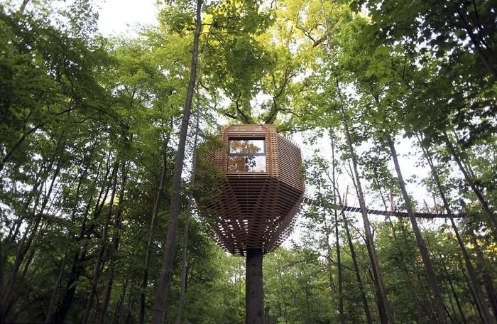 Foto: Rumah Pohon Keren di Tengah Hutan