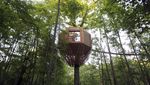 Foto: Rumah Pohon Keren di Tengah Hutan