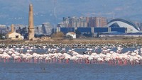 Kawanan flamingo ini ada di Valencia, Spanyol.
