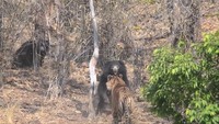 Merasa anaknya terancam, induk beruang itu kemudian berusaha mengusir harimau Benggala itu dari anaknya.