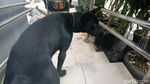 Foto: Obey, Anjing yang Setia Temani Ian Bule Luntang-lantung