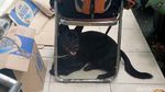 Foto: Obey, Anjing yang Setia Temani Ian Bule Luntang-lantung