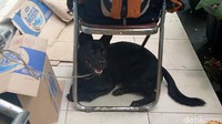 Anjing warna hitam ini bernama Obey. Ian mengaku tidak bisa meninggalkan Obey sendiri.