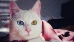 Gemas! Hewan Ini Idap Heterochromia, Punya Dua Warna Mata Berbeda