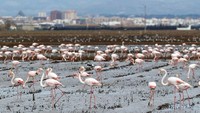 Pemandangan cantik saat flamingo ini berpose kompak