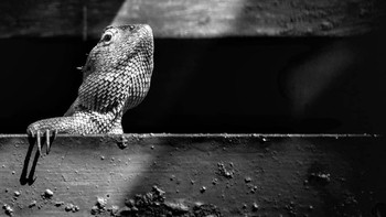 Foto: Raditya Patria